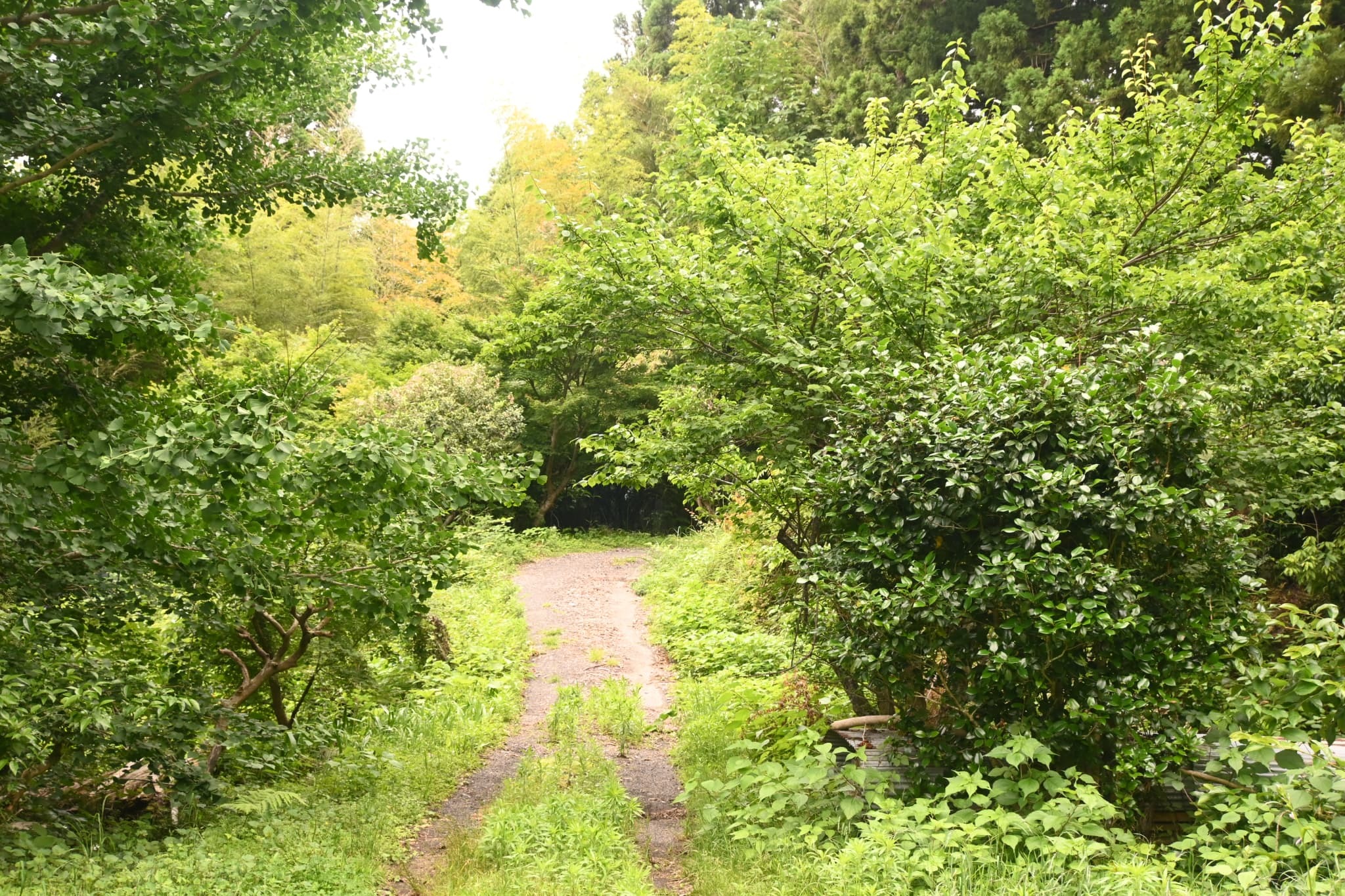 DSC_0045.JPG