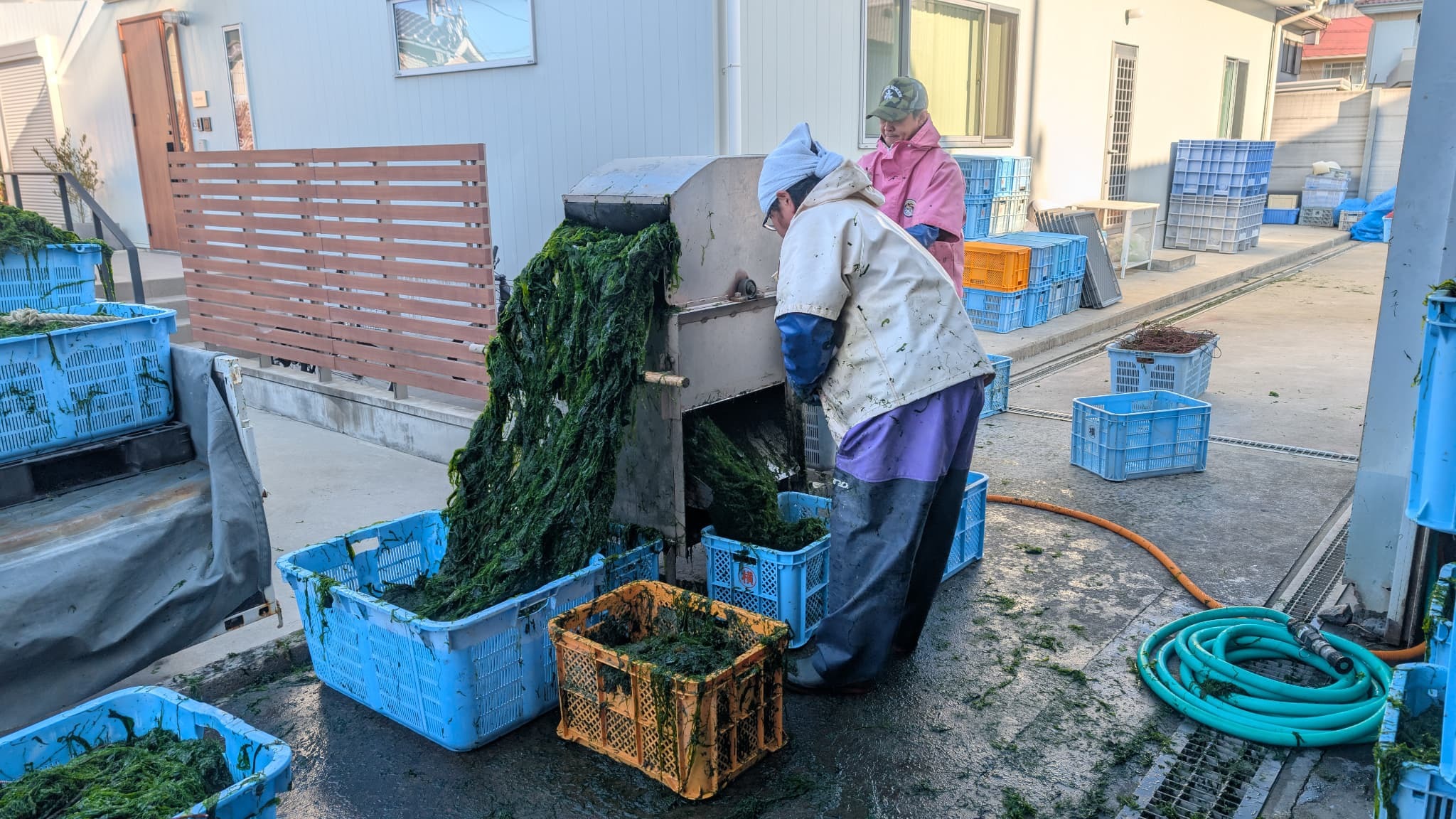 1.叩き(網から海苔を剥がす作業)1.jpg